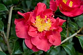 CAMELLIA BLOOD OF CHINA