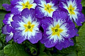 PRIMULA CHARISMA BLUE