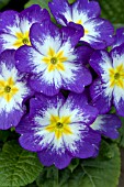 PRIMULA CHARISMA BLUE