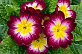 PRIMULA CHARISMA CARMINE