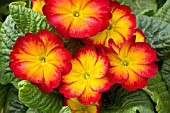 PRIMULA CHARISMA RED