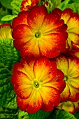 PRIMULA CHARISMA RED