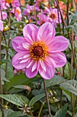 DAHLIA TEESEBROOKE RED EYE