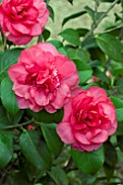 CAMELLIA JAPONICA JURYS SUNGLOW