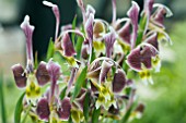 GLADIOLUS UYSIAE