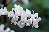 HARDENBERGIA VIOLACEA ALBA