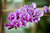 HARDENBERGIA VIOLACEA HAPPY WANDERER