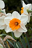 NARCISSUS JOHANN STRAUSS