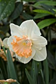 NARCISSUS RAINBOW