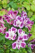 ALSTROEMERIA PRINCESS JULIETTE