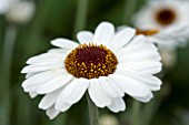 RHODANTHEMUM CASABLANCA