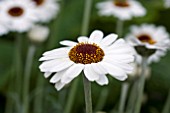 RHODANTHEMUM CASABLANCA