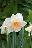 NARCISSUS PASSIONALE