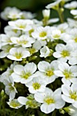 SAXIFRAGA TOURAN WHITE