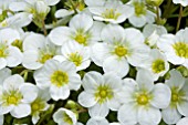 SAXIFRAGA TOURAN WHITE