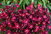 SAXIFRAGA TOURAN DEEP RED