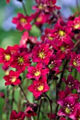 SAXIFRAGA TOURAN DEEP RED