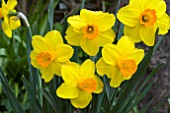 NARCISSUS GLEN CLOVA