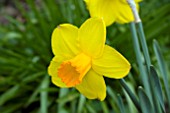 NARCISSUS GLEN CLOVA