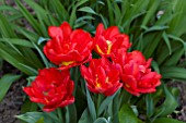 TULIPA ABBA