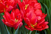 TULIPA ABBA