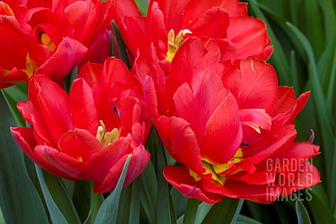 TULIPA_ABBA