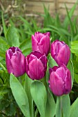 TULIPA PURPLE PRINCE