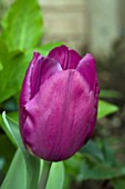 TULIPA PURPLE PRINCE