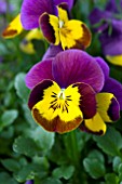 VIOLA DELTINI YELOW WITH PURPLE