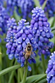 MUSCARI ATLANTIC WITH HONEY BEE