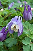 AQUILEGIA ATLANTIS