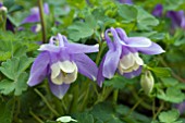 AQUILEGIA ATLANTIS