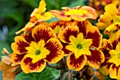 PRIMULA CASTILLIAN