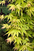 ACER PALMATUM ORANGE DREAM