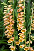 DIGITALIS GOLDCREST