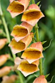 DIGITALIS GOLDCREST