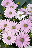 OSTEOSPERMUM SOFTLY PINK