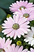 OSTEOSPERMUM SOFTLY PINK