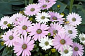 OSTEOSPERMUM SOFTLY PINK