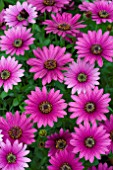 OSTEOSPERMUM SUNNY BACIA