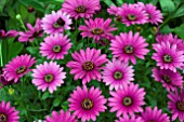 OSTEOSPERMUM SUNNY BACIA