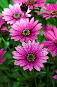 OSTEOSPERMUM SUNNY BACIA