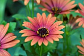 OSTEOSPERMUM SUNNY BECCA