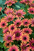 OSTEOSPERMUM SUNNY BECCA