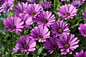 OSTEOSPERMUM SUNNY BINI