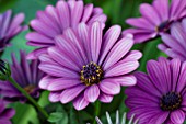 OSTEOSPERMUM SUNNY BINI