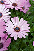 OSTEOSPERMUM ZANZIBAR PINK