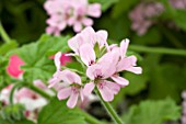 PELARGONIUM ATTAR OF ROSES