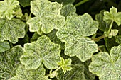 PELARGONIUM CROCODILE