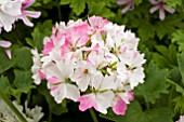 PELARGONIUM JACKIE TOTLIS